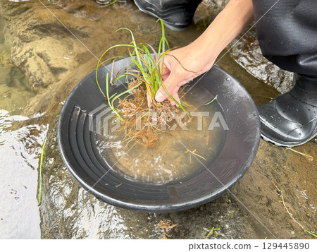 Gold harvesting 129445890
