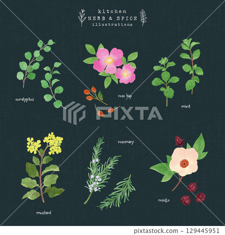廚房香草和香料水彩插圖-5（海軍藍色背景） 129445951
