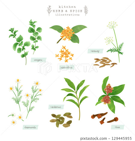 Kitchen herbs and spices watercolor illustration-1 129445955