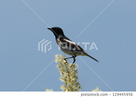 Nobataki of the plateau Nobataki of the plateau 129445956