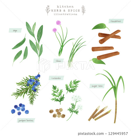 Kitchen herbs and spices watercolor illustration-2 129445957