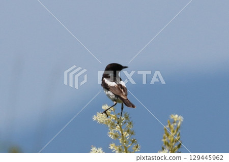 Nobataki of the plateau 129445962