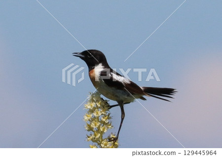 高原的Nobataki 129445964