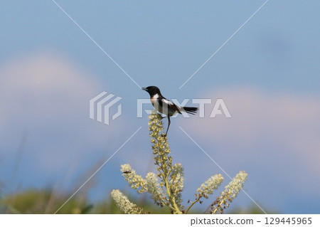 高原的Nobataki 高原的Nobataki 129445965