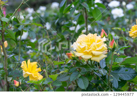 黃玫瑰 黃玫瑰 129445977