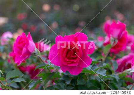 盛開的深粉紅玫瑰 129445978