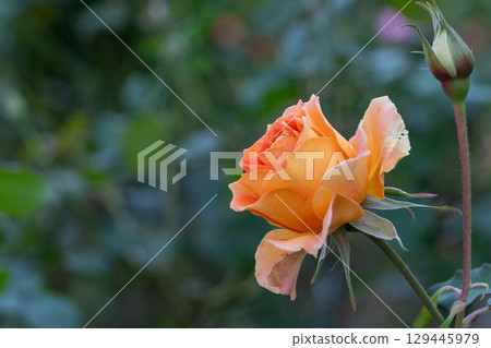 華麗的橙色秋玫瑰 華麗的橙色秋玫瑰 129445979