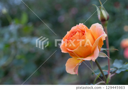 Lovely orange autumn roses 129445983