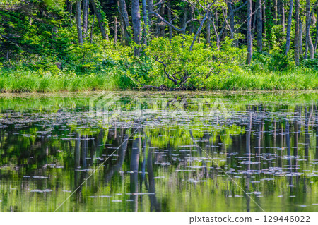 A stroll around the Shiretoko Five Lakes on Hokkaido's Shiretoko Peninsula under a clear blue June sky. The mountains and virgin forests reflected on the lake's surface are beautiful. 129446022