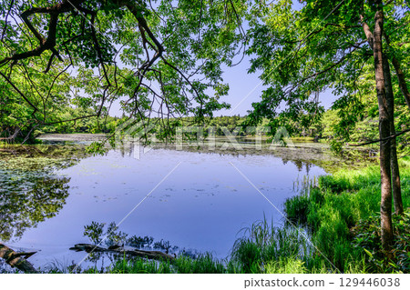 A stroll around the Shiretoko Five Lakes on Hokkaido's Shiretoko Peninsula under a clear blue June sky. The mountains and virgin forests reflected on the lake's surface are beautiful. 129446038
