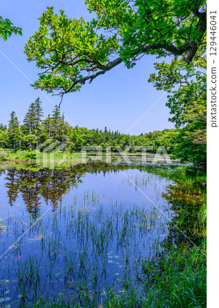 A stroll around the Shiretoko Five Lakes on Hokkaido's Shiretoko Peninsula under a clear blue June sky. The mountains and virgin forests reflected on the lake's surface are beautiful. 129446041