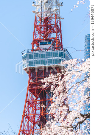 Weeping cherry blossoms and Tokyo Tower seen from Zojoji Temple Weeping cherry blossoms and Tokyo Tower seen from Zojoji Temple 129446075