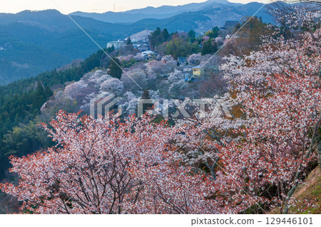 奈良縣吉野郡吉野町盛開的吉野櫻花 129446101