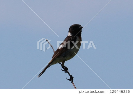 Nobataki of the plateau Nobataki of the plateau 129446226