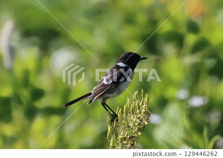 Nobataki of the plateau Nobataki of the plateau 129446262