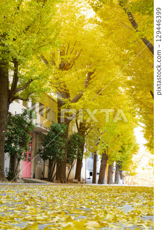 深深的銀杏樹線 129446399