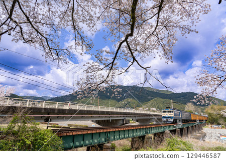 Ieyama, Shizuoka Prefecture Cherry blossoms in full bloom and a train passing the Ieyama Bridge on the Oigawa Railway 129446587