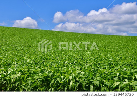 Soybean fields and the open sky (Biei, Hokkaido) 129446720