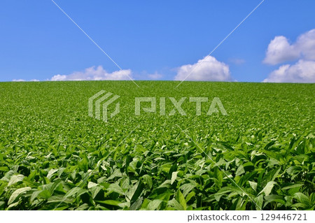 Soybean fields and the open sky (Biei, Hokkaido) 129446721