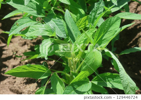 Soybean fields and the open sky (Biei, Hokkaido) 129446724