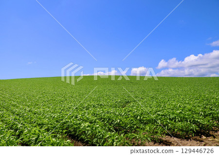 Soybean fields and the open sky (Biei, Hokkaido) 129446726