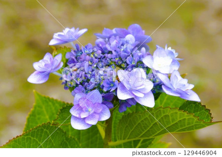 Hydrangea Hydrangea 129446904
