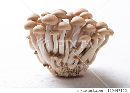 Fresh brown Shimeji mushroom on white background, Asian edible mushroom, Food ingredients 129447133