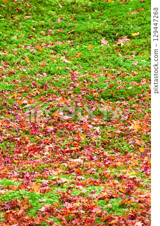 Ohara Sanzenin Temple Yusei Garden: Beautiful autumn leaves and fallen maples (Sakyo Ward, Kyoto City, Kyoto Prefecture) Ohara Sanzenin Temple Yusei Garden: Beautiful autumn leaves and fallen maples (Sakyo Ward, Kyoto City, Kyoto Prefecture) 129447268