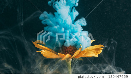Nature paint. Cloud ink. Defocused blue color water texture yellow green lily flower plant on abstract dark black creative background. Nature paint. Cloud ink. Defocused blue color water texture yellow green lily flower plant on abstract dark black creative background. 129447469