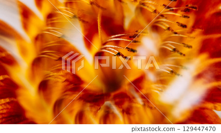 Lily droplet. Bloom background. Defocused red yellow color wet texture flower nature lens flare motion on light blossom botany art. 129447470