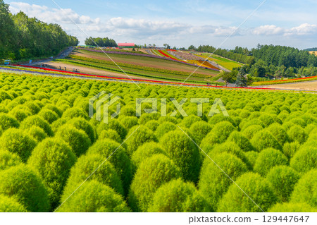 北海道美瑛四季之丘夏季飯店 129447647