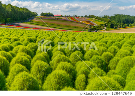Shikisai no Oka, Biei in summer, Hokkaido 129447649