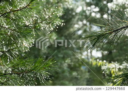 Pine tree branch with water drop and bokeh. Nature after rain. Pine tree branch with water drop and bokeh. Nature after rain. 129447668