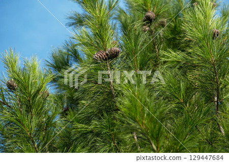 Pine tree branches with green needles and cones against a blue sky. Pine tree branches with green needles and cones against a blue sky. 129447684
