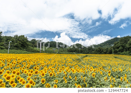 夏季三倉高原(滑雪場)向日葵田 福島縣喜多方市 夏季三倉高原(滑雪場)向日葵田 福島縣喜多方市 129447724