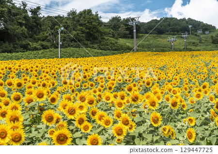 夏季三倉高原(滑雪場)向日葵田 福島縣喜多方市 夏季三倉高原(滑雪場)向日葵田 福島縣喜多方市 129447725