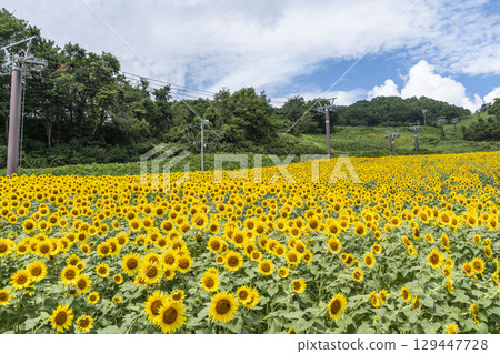 夏季三倉高原（滑雪場）向日葵田 福島縣喜多方市 129447728