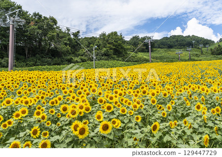 夏季三倉高原(滑雪場)向日葵田 福島縣喜多方市 夏季三倉高原(滑雪場)向日葵田 福島縣喜多方市 129447729