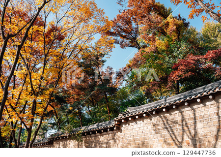 Changdeokgung Palace stonewall autumn maple forest in Seoul, Korea 129447736