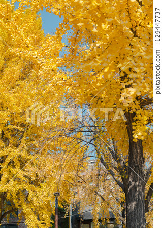 Bukchon Hanok Village autumn ginkgo tree road in Seoul, Korea 129447737