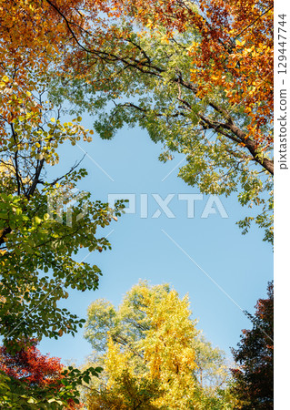 Autumn colorful maple forest low angle view in Seoul, Korea 129447744