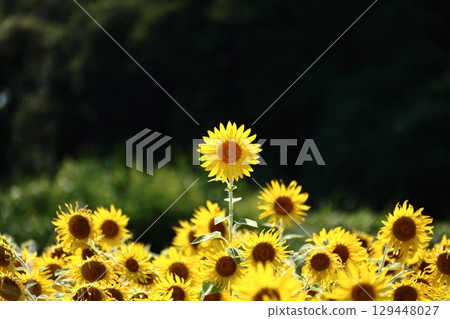 2025 Sunflower 7 2025 Sunflower 7 129448027