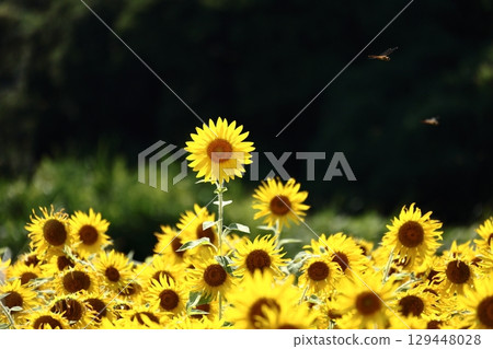 2025 向日葵 6 129448028