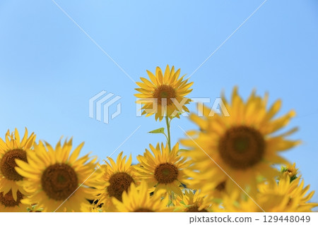 2025 Sunflower 14 129448049