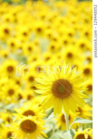 2025 Sunflower 17 2025 Sunflower 17 129448052