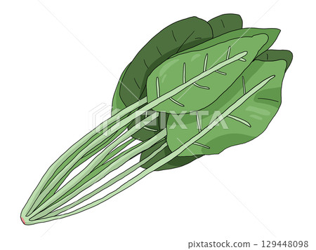 菠菜插圖 129448098