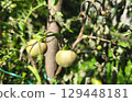 Tomato diseases. Spoiled Green tomato on a branch with dry leaves, affected by late blight (Phytophthora Infestans), in the garden on a bed. Fight against late blight. Spots on a tomato 129448181