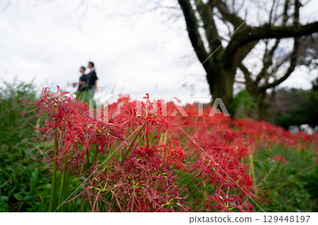 兩人在秋天的巾著田鮮紅色的彼岸花邊散步 兩人在秋天的巾著田鮮紅色的彼岸花邊散步 129448197