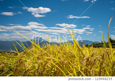 Mount Fuji visible beyond the golden rice ears 129448255