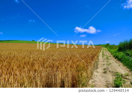 Wheat fields and the open sky (Biei, Hokkaido) 129448514